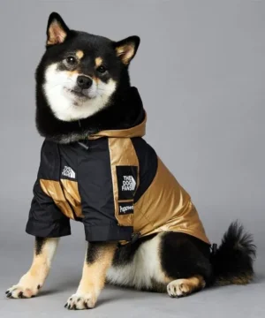 Vêtements pour chien